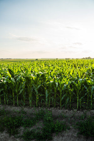 Green corn field with healthy young plants growing in fertile soil, receiving abundant sunlight on...