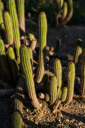 Group of columnar green cacti growing in dry desert ground under warm sunlight, showing resilience...
