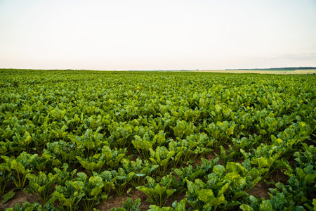 Wide sugar beet field under clear bright sky, fresh green plants growing in rows