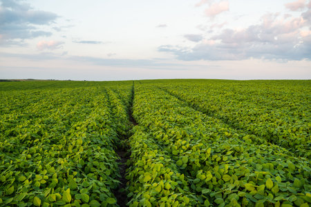 Green soybean farmland stretching to horizon under summer sky