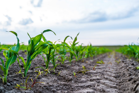 Close-up of young corn sprouts in soil rows on rural farmland at cloudy sky
