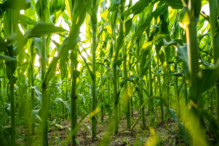 Close up view inside tall cornfield with green maize stems