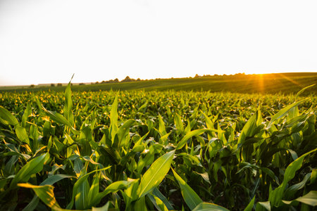 Green cornfield growing under a vibrant golden hour sunset, farming and agriculture concept