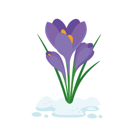 Purple crocus flowers on a white background. Vector illustration.のイラスト素材