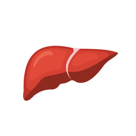 Liver icon. Cartoon illustration of liver vector icon for web design