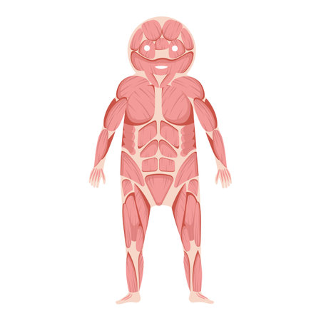 Human body anatomy. Cartoon vector illustration isolated on a white background.のイラスト素材