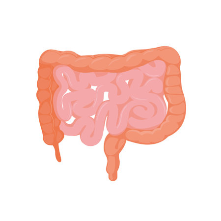 Human digestive system cartoon vector Illustration isolated on a white background.のイラスト素材
