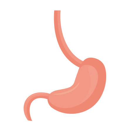 Human stomach icon in cartoon style isolated on white background. Human organs symbol stock vector illustration.のイラスト素材