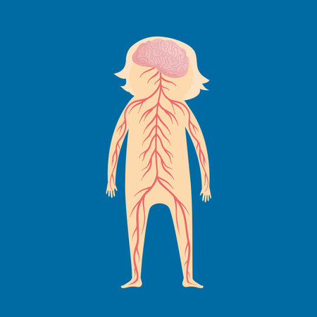 Human body anatomy. Internal organs of the human body. Vector illustrationのイラスト素材