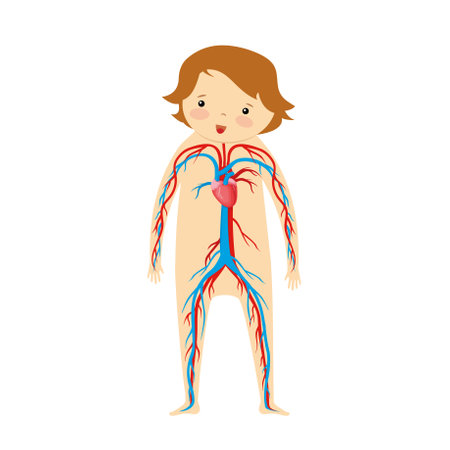 Human heart anatomy vector illustration isolated on white background. Internal organs of a child.のイラスト素材