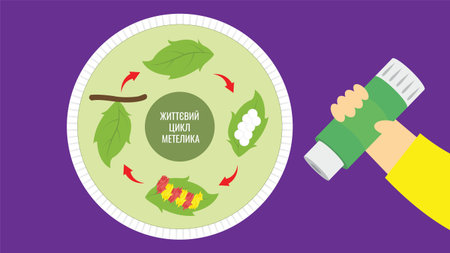 The process of making an illustration of the butterfly's life cycle. With glue in handのイラスト素材