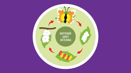 Illustration of the life cycle of a butterfly.のイラスト素材