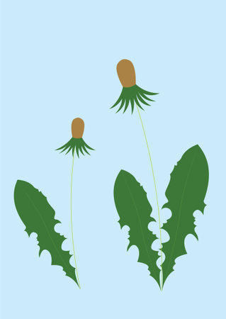 Dandelion flower. Vector illustration in flat style. Isolated on blue background.のイラスト素材