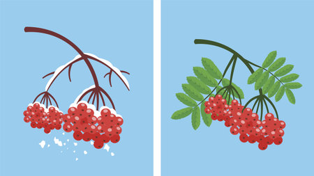 Red rowan berries on a branch. Vector illustration in flat styleのイラスト素材