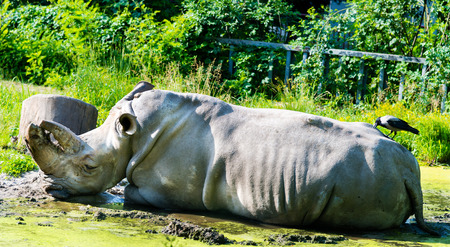 Raven finds a food -  Rhino receives a pleasure.の写真素材