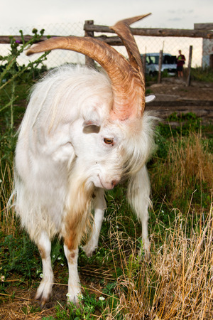 The angry he-goat is on a farm.の写真素材