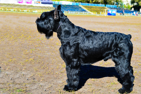 Giant Schnauzer is on the show.の写真素材
