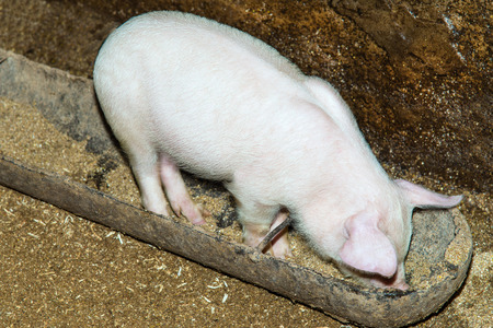 The white Pig is in the trough.の写真素材
