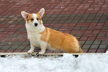Cardigan Welsh corgi walks in the winter park.の写真素材