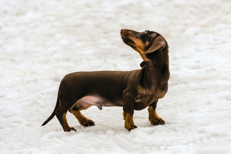 Dachshund walks in the snow in the park.の写真素材