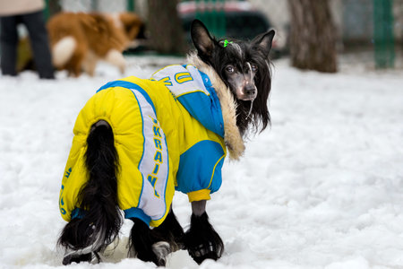 The Chinese crested dog uniformed in the snow.の写真素材