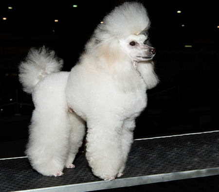 The Miniature Poodle looks ahead on the show.の写真素材