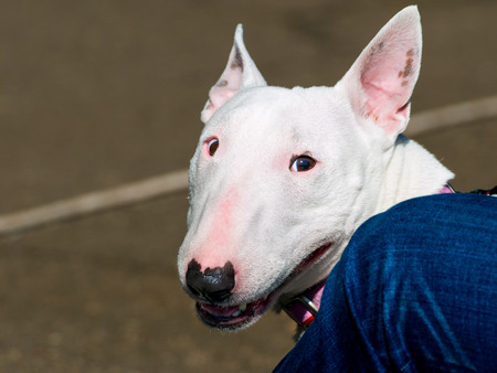Bull Terrier portrait.の写真素材
