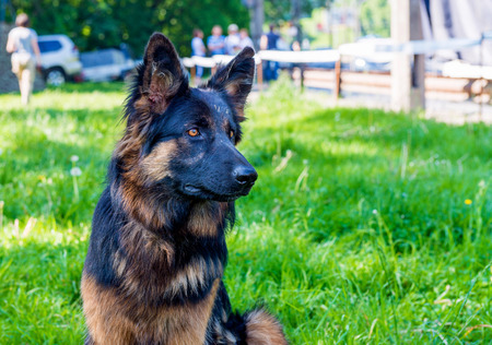 German shepherd black and brown. German shepherd is on the green grass.の写真素材