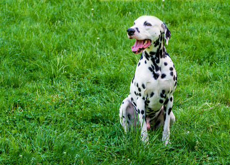 Dalmatian grin. The Dalmatian is on the green grass.の写真素材
