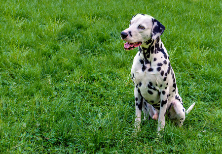 Dalmatian seats. The Dalmatian is on the green grass.の写真素材