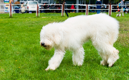 South Russian Sheepdog walks. The South Russian Sheepdog is in the park.の写真素材