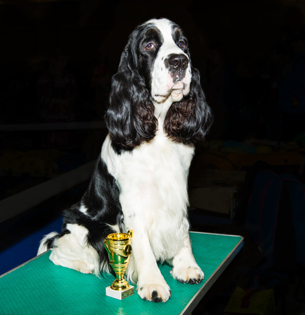 English Cocker Spaniel on show.  The English Cocker Spaniel seats on the table.の写真素材
