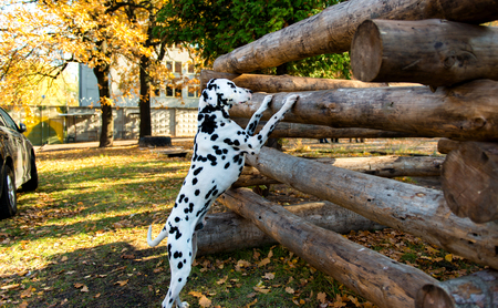 Dalmatian interesting.  The Dalmatian is in the country house.の写真素材