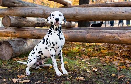 Dalmatian seats near logs.  The Dalmatian is in the country house.の写真素材