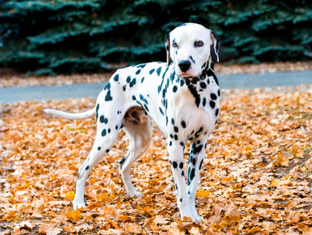 Dalmatian in autumn. The Dalmatian is in the autumn park.の写真素材