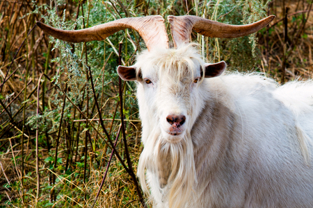 He-goat with big horns. The he-goat with big horns walks in the farm.の写真素材