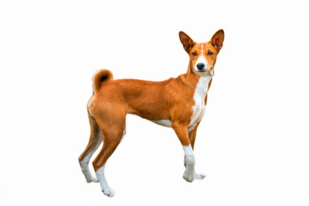 Basenji on white.  The Basenji is on the white background.の写真素材