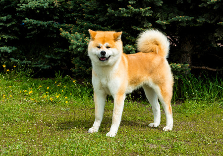 The Japanese Akita Inu looks. The Japanese Akita Inu is in the park.の写真素材