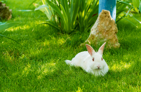 Rabbit white. The white Rabbit is on the green grass.の写真素材