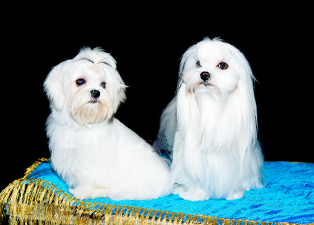 Two Maltese lions.  The two Maltese lions  seat on the table.の写真素材