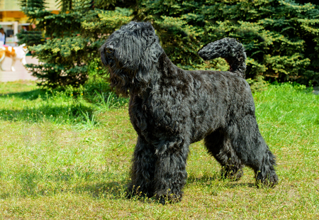 Giant Schnauzer ready. The Giant Schnauzer stands on the green grass in city park.の写真素材