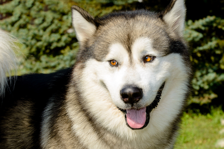 Alaskan Malamute portrait.  The Alaskan Malamute in the city park.の写真素材