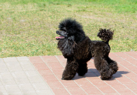 Poodle black in profile.  The black Poodle stands in the park.の写真素材