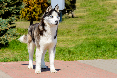 Yakutian Laika in full face. The Yakutian Laika is in the park.の写真素材