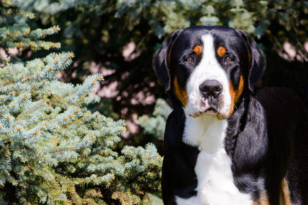 Greater Swiss Mountain Dog portrait. The Greater Swiss Mountain Dog is in the in the city park.
