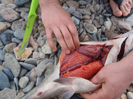 red fish with caviar on the stones