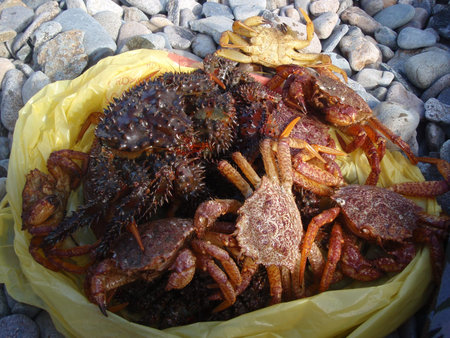 many crabs in a yellow bag