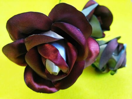 roses on a yellow backgroundの写真素材