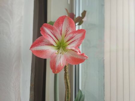 lily on the windowsillの写真素材