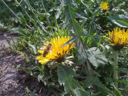 bee on a dandelion in the gardenの写真素材